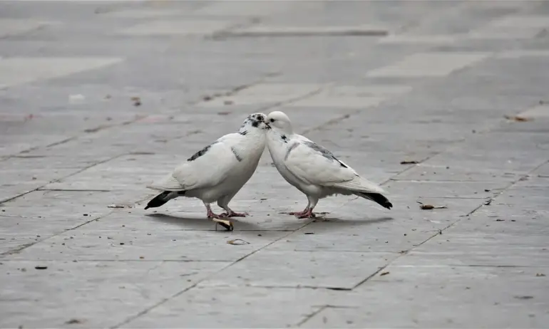 Най-романтичните филми - Tribune.bg