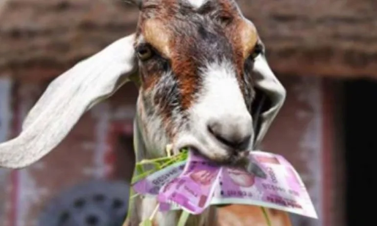 Козата Белка изяде 20 хил. евро, метнаха я на чеверме - Tribune.bg