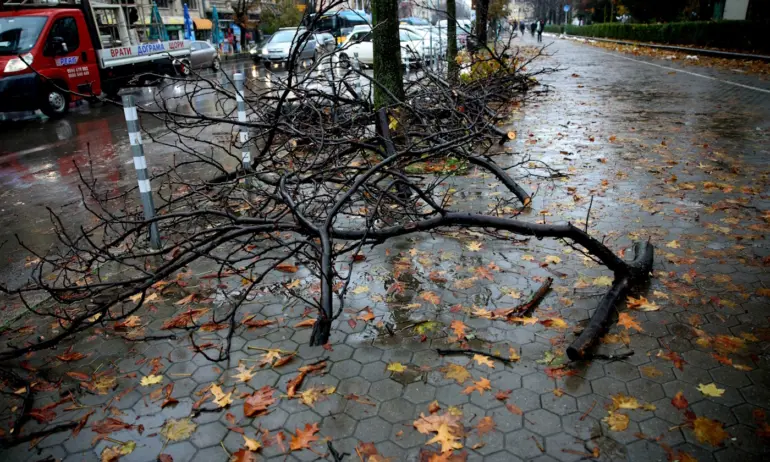 Новата Клондайк: София е зарита от клони - Tribune.bg