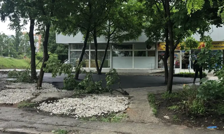 Асфалтираха дървета в столичния квартал Мусагеница (СНИМКИ) - Tribune.bg