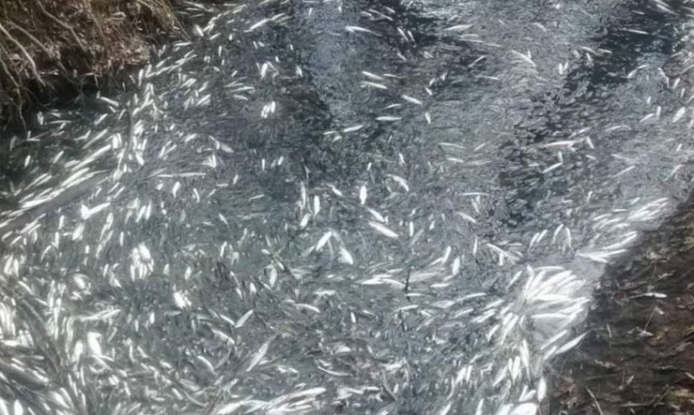 Екокатастрофа: 20 тона мъртва риба е извадена от язовир Засмяно - Tribune.bg