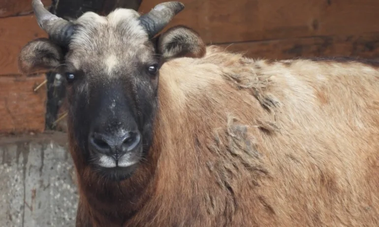 Столичния зоопарк търси осиновители - Tribune.bg