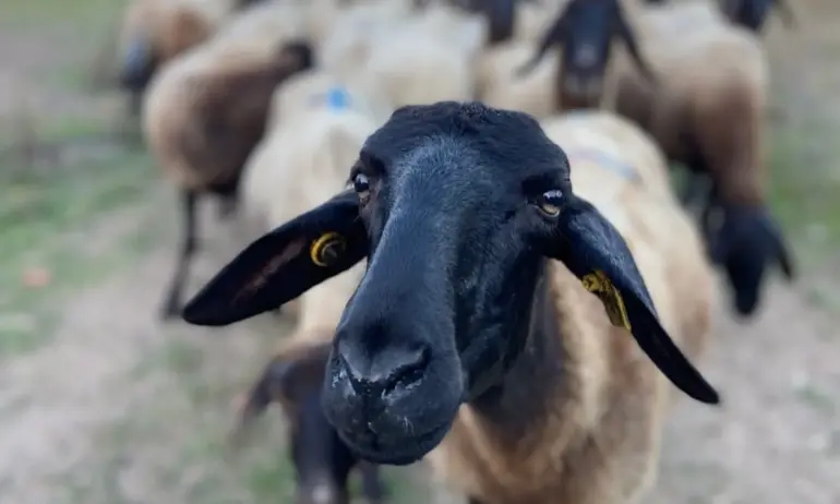 Констатирано е огнище на шарка по кози и овце в село Капитан Андреево - Tribune.bg