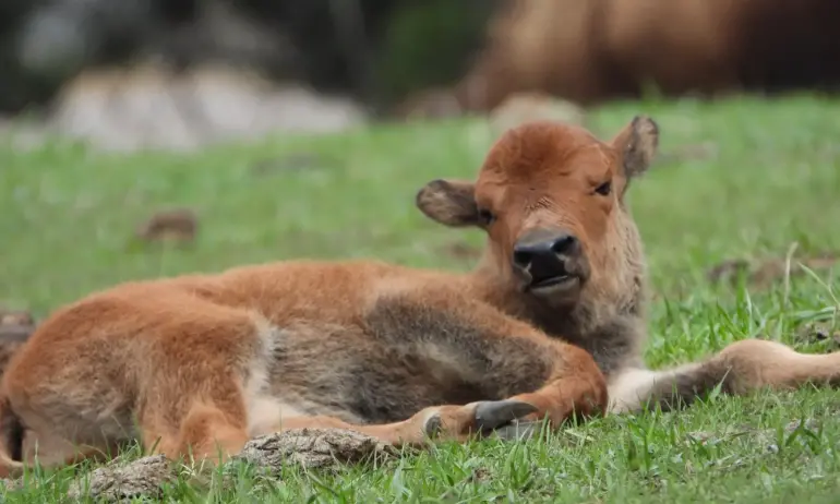 Бизонче се роди в столичния зоопарк - Tribune.bg