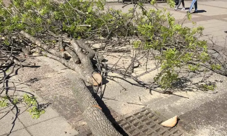 Сигнал: В Дупница режат здрави дръвчета без никаква причина - (СНИМКИ/ВИДЕО) - Tribune.bg