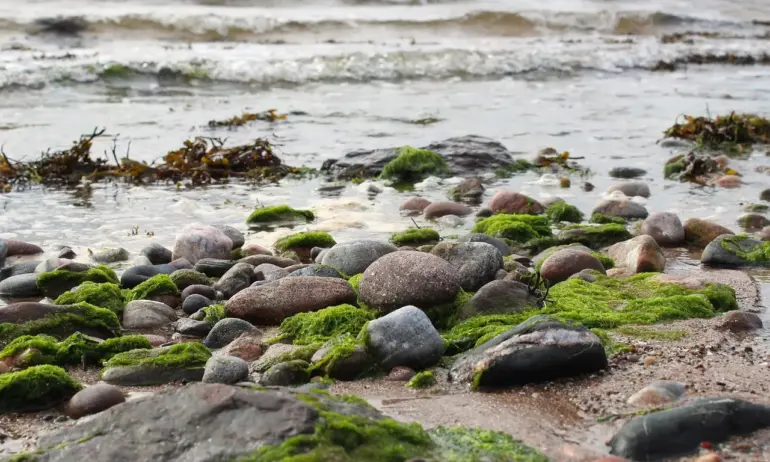 Забраниха добива на миди и рапани след открити токсични водорасли в Черно море