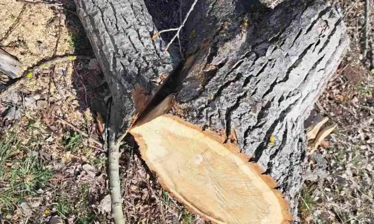 Пореден скандал около Столична община. Кв. Ботунец е настръхнал заради безразборна, незаконна сеч - Tribune.bg