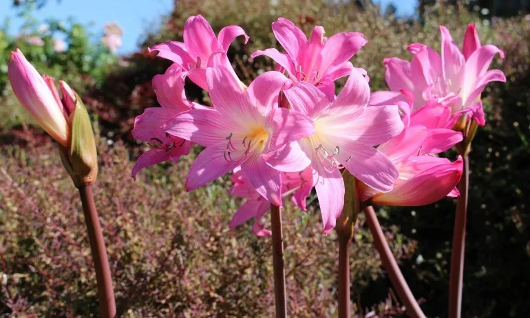 Амарилис (Amarilis) – цветето, което изпълнява желания - Tribune.bg