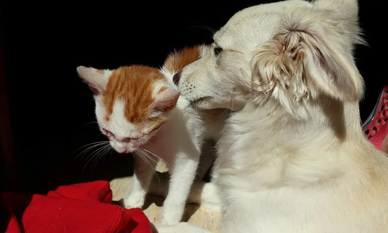 Русия с първата в света ваксина срещу коронавирус за животни - Tribune.bg