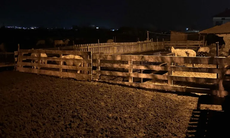 Спешни мерки заради шарка по овце в частна ферма в село Орлов Дол - Tribune.bg