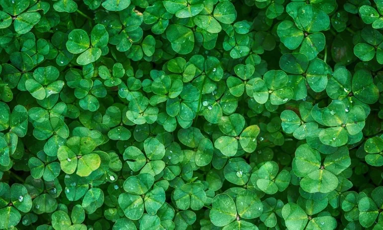 Зеленото - цвят на здравето - Tribune.bg