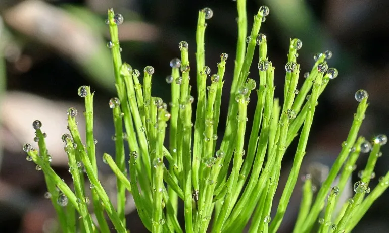 Хвощ - лечебен еликсир на живота и красотата - Tribune.bg