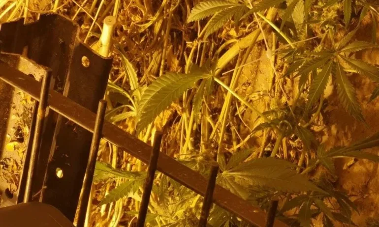 Разкриха две лаборатории за марихуана, задържани са четирима, други двама се издирват - Tribune.bg
