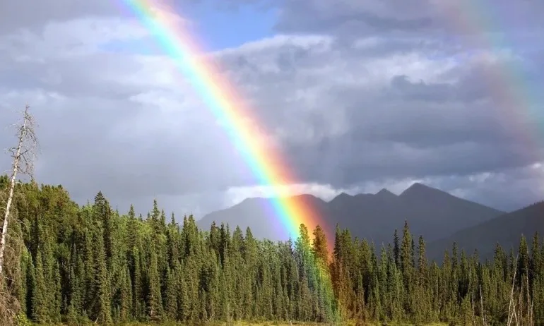 Приказка за цветовете - Tribune.bg