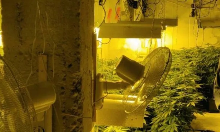 Разкриха наркооранжерия в сградата на бившия стъкларски завод в Перник - Tribune.bg