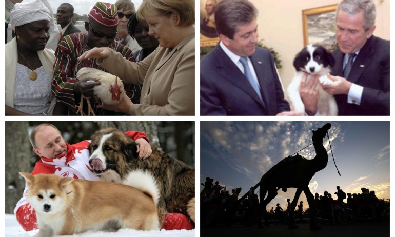 Зоо дипломати: Кучета, коне, щастлива кокошка и една нещастна камила - Tribune.bg
