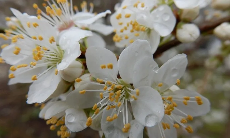 Вибрационна прогноза за месец март - Tribune.bg