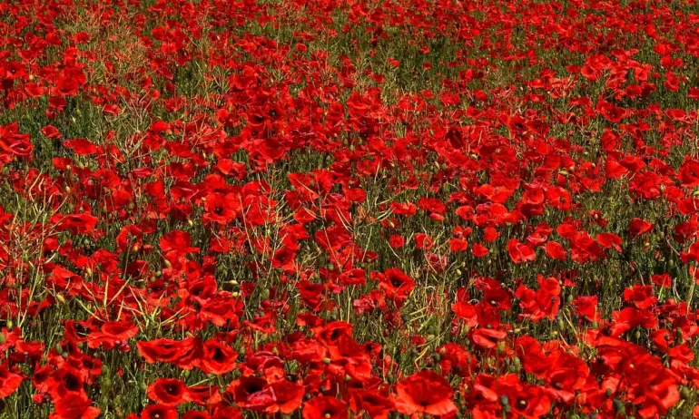 1 февруари - Ден в памет на жертвите на комунизма. Истината под полята с червени макове - Tribune.bg