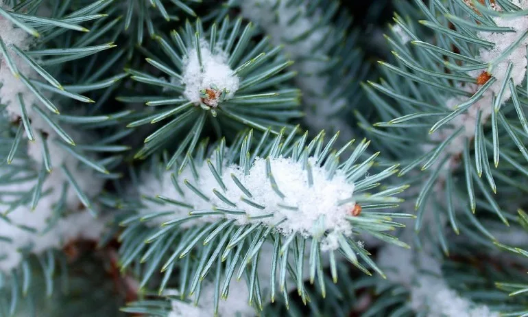 Температурите през януари – от минус 18 градуса до плюс 15 - Tribune.bg