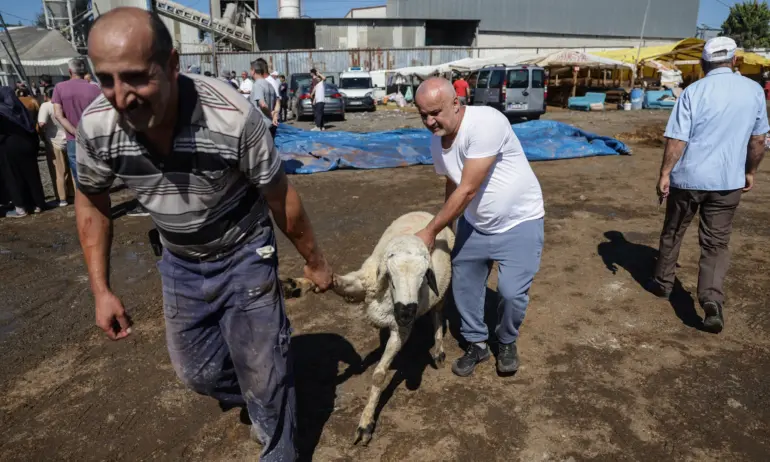 Близо 16 000 любители  месари са били ранени в Турция в първия ден на Курбан Байрама