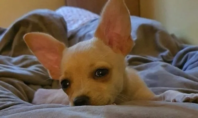 БАБХ спря дейността на незаконния развъдник в Белослав, в който е родено чихуахуато Рая - Tribune.bg