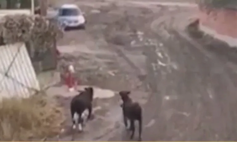 Два бика тероризират жители на столичния Лозенец - Tribune.bg