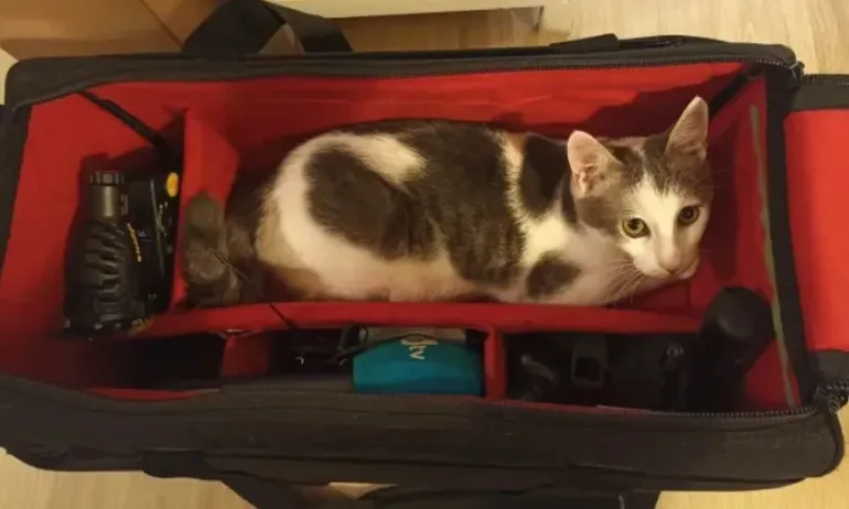 Предозиране: В деня на изборите БТВ се оплака от нападение на котка (СНИМКА) - Tribune.bg