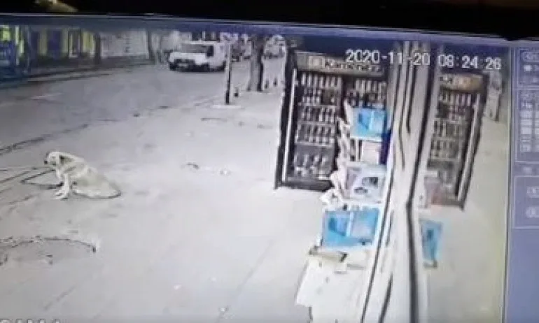 Задържаха криминално проявен, който наръга с нож куче в София - Tribune.bg