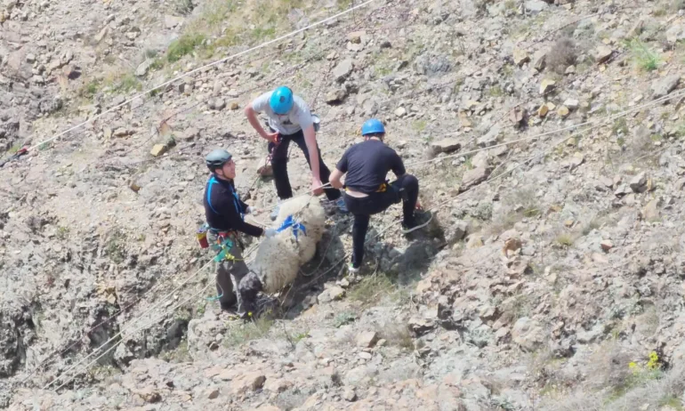 Доброволци спасиха овце, пропаднали в 300-метрова пропаст край Кърджали - Tribune.bg