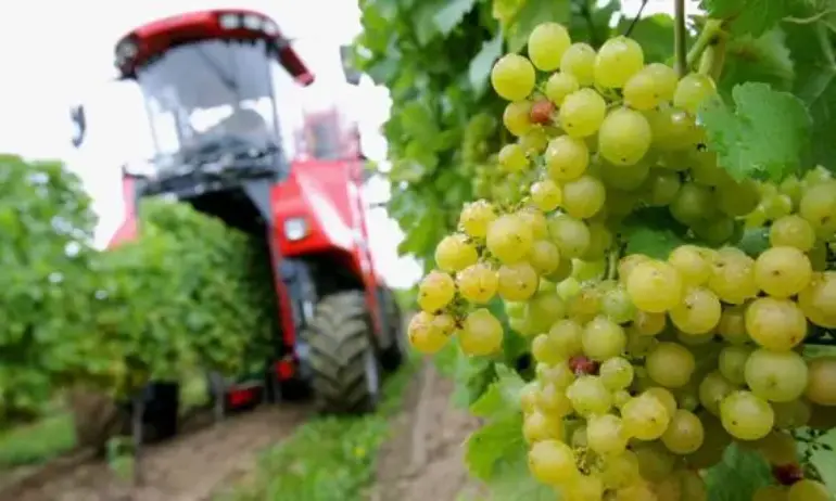 Лозари: Протестите ще ескалират - или оцеляваме, или приключваме - Tribune.bg