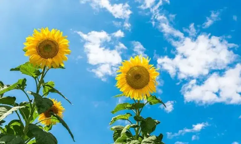 Август започва с високи температури, превалявания в североизточните райони - Tribune.bg