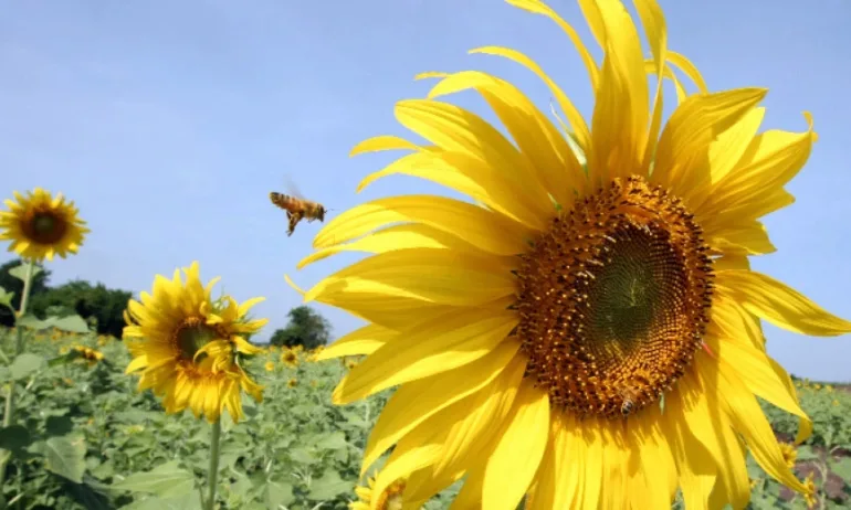 Производителите на олио сезираха ЕК за проблеми със забраната на украински слънчоглед - Tribune.bg