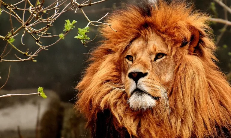 Растенията на Лъва избавят от сърдечни мъки - Tribune.bg