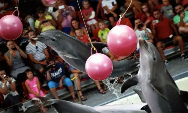 Делфинариумът във Варна подарява безплатен билет за първия учебен ден - Tribune.bg