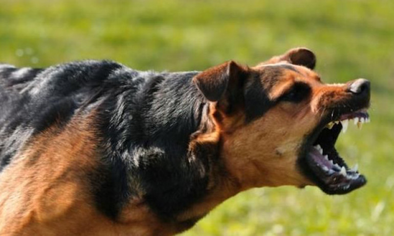 10-годишно дете е с опасност за живота след нападение на куче - Tribune.bg