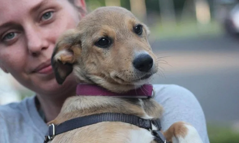 22 кучета от Екоравновесие отиват при новите си семейства в Германия - Tribune.bg