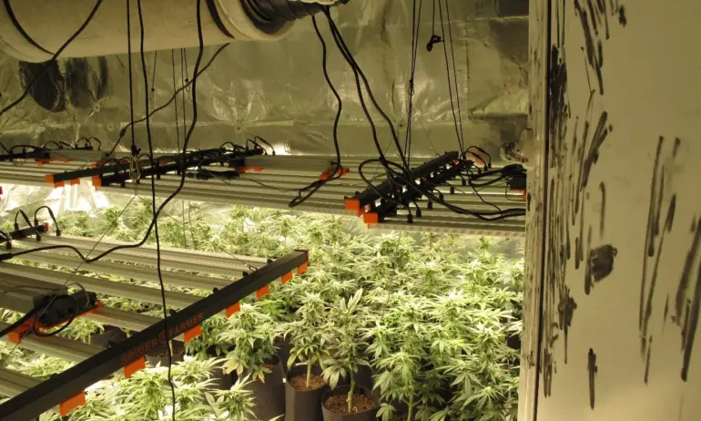 Координаторът на ПП във Ветрино е арестуван - имал оранжерия с марихуана и крадено Порше - Tribune.bg