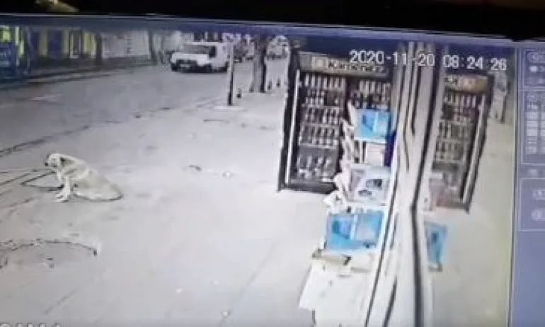 Откриха оръжия и боеприпаси в дома на мъжа, наръгал бездомно куче в столичния квартал Надежда 4 - Tribune.bg