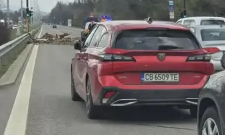 Дърво падна върху кола на бул. Цариградско шосе. Има задръстване - Tribune.bg