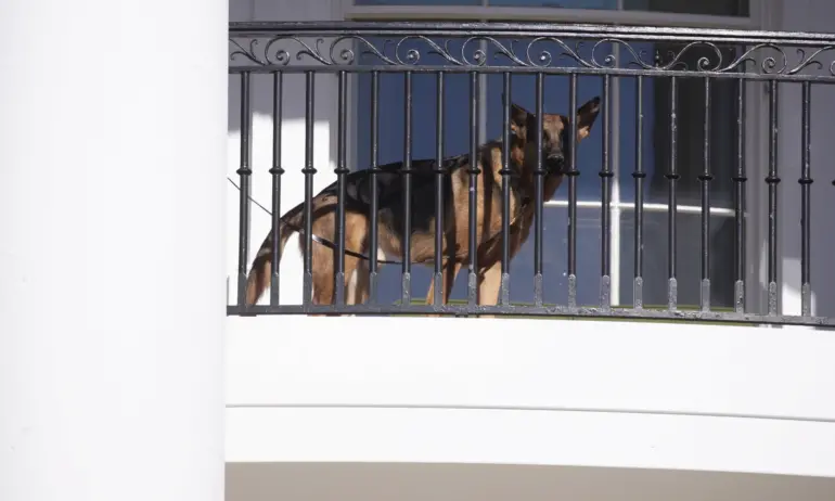 Кучето на Байдън ухапало 10 агенти на Сикрет сървис за 4 месеца - Tribune.bg