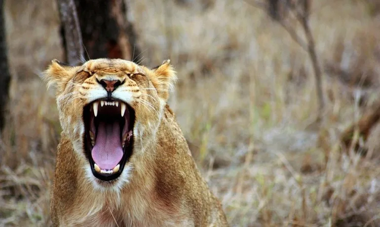 В Разград откриха препариран лъв без документи - Tribune.bg