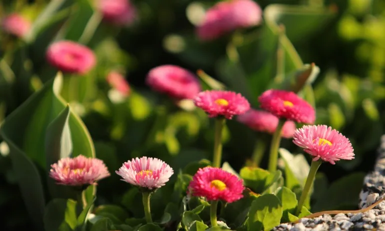 Слънчево, но хладно над страната в неделя - Tribune.bg