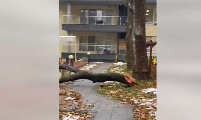 Трети ден след Промяната в София: Дърво падна в детска градина (ВИДЕО) - Tribune.bg