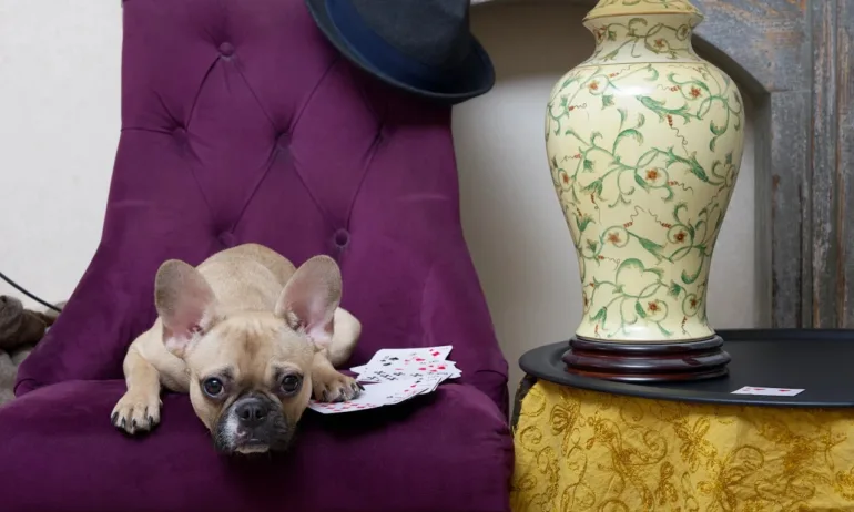 Да пренесеш казиното у дома със само няколко стъпки - Tribune.bg