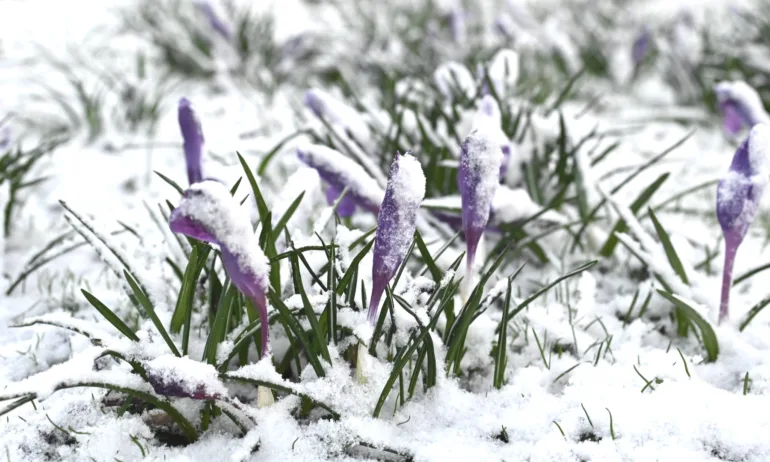 Отново дъжд и сняг, ниски дневни температури - Tribune.bg