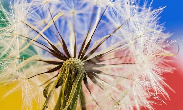 Защо глухарчето се затваря нощем или денем - Tribune.bg