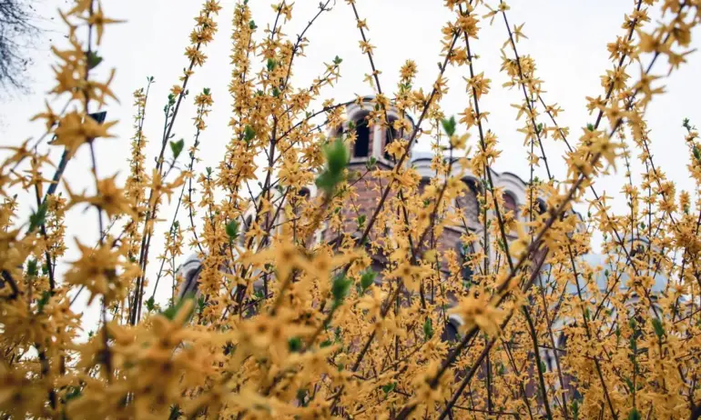 Отбелязваме Цветница – един от най-светлите християнски празници - Tribune.bg