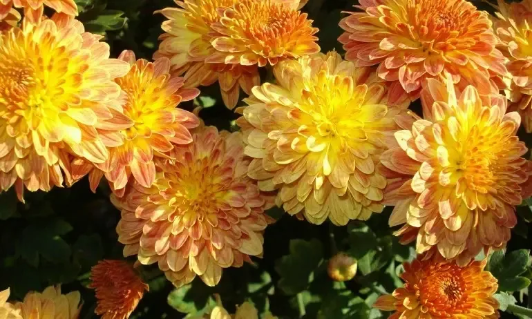 Димитровден носи поврат в годишното време и начало на зимата - Tribune.bg