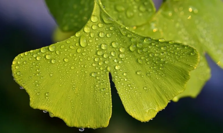 Гинко билоба – древното дърво на дълголетието - Tribune.bg