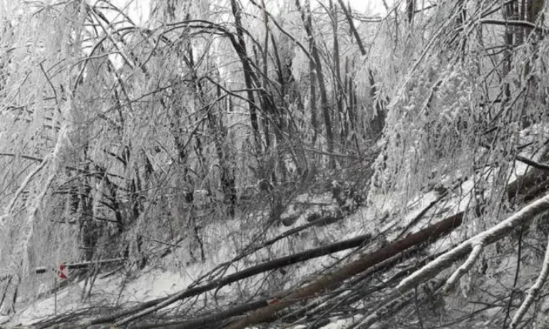 Паднали клони препречиха прохода Петрохан. Движението е затруднено - Tribune.bg